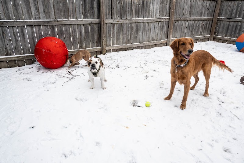 Happy Tails Toledo Pet Boarding Pet Grooming cover image