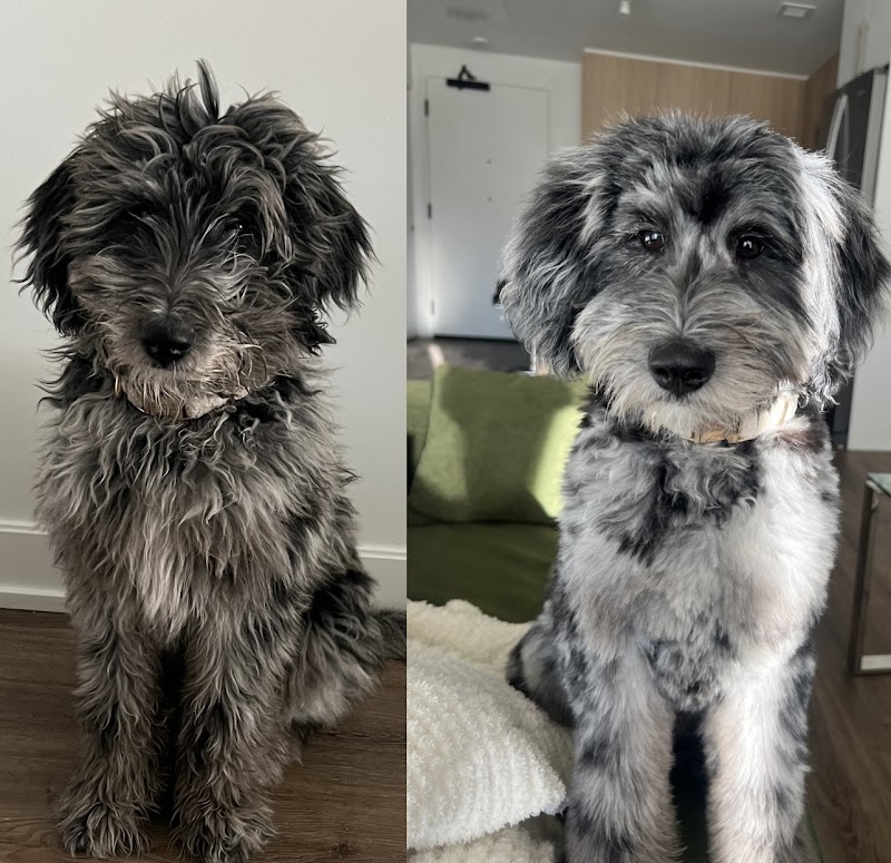 Purrdy Paws Pet Grooming Spa cover image