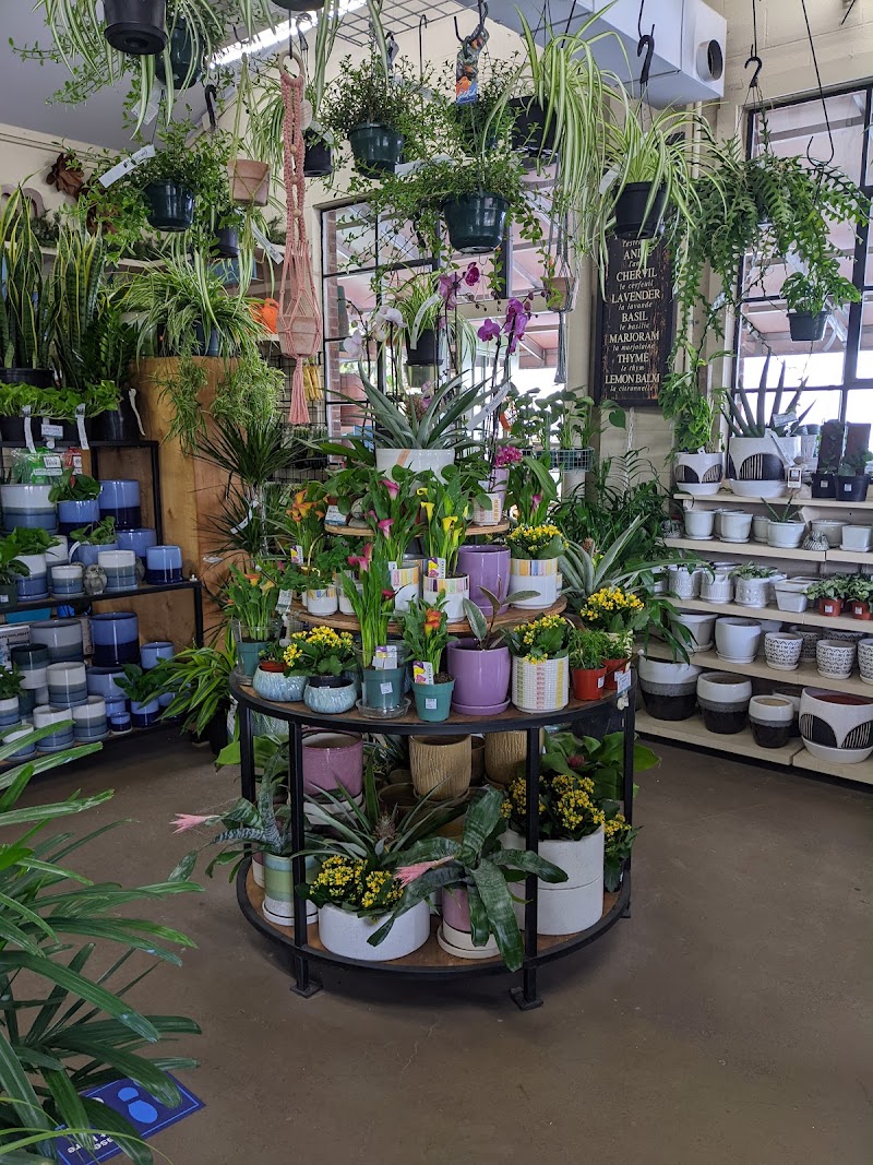 The Plant Kingdom cover image