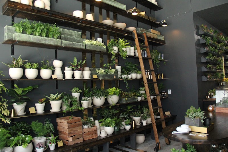 Chlorophyll by Kinghorn Gardens cover image