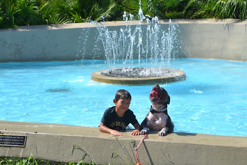 Professional K9 Solutions cover image