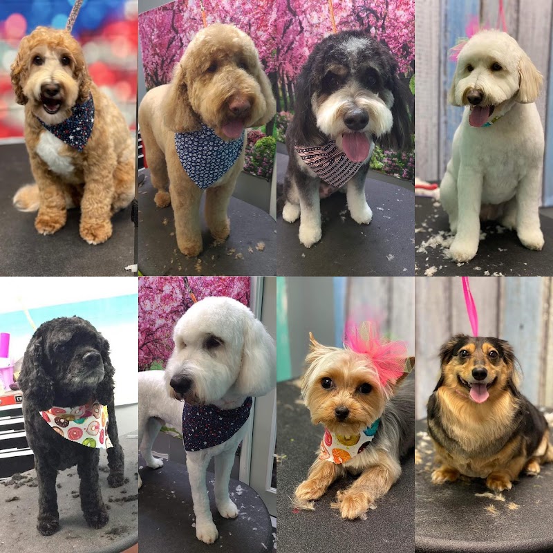 Salon Versace Dog Wash & Grooming cover image