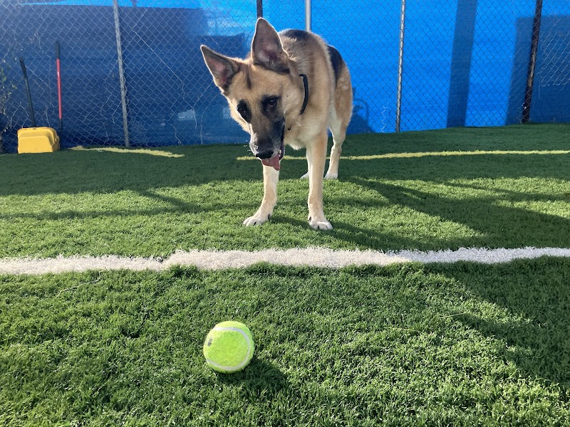 The Fur Seasons: Pet Hotel & Grooming cover image