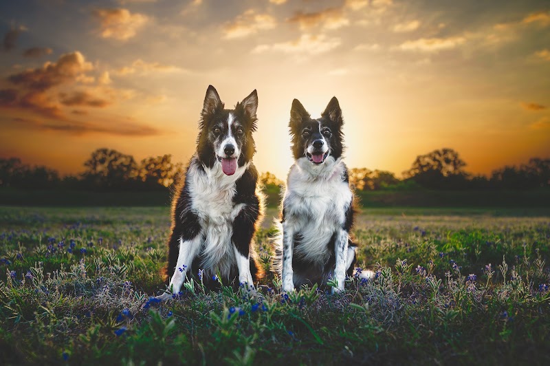 Petography TX cover image