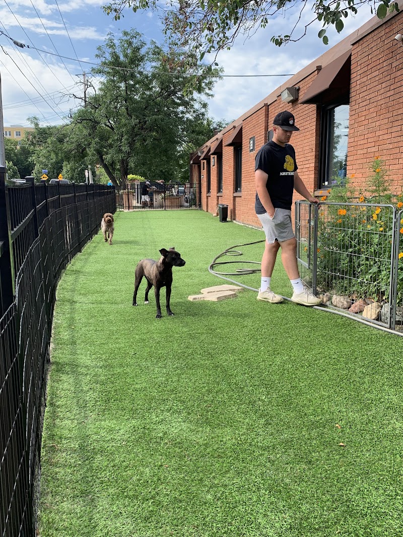 Your Dog's Best Friend cover image