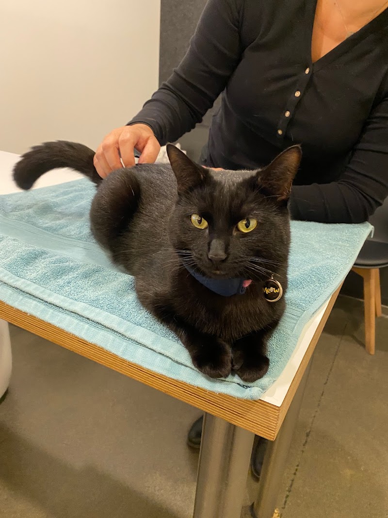 Melbourne Cat Vets Fitzroy cover image