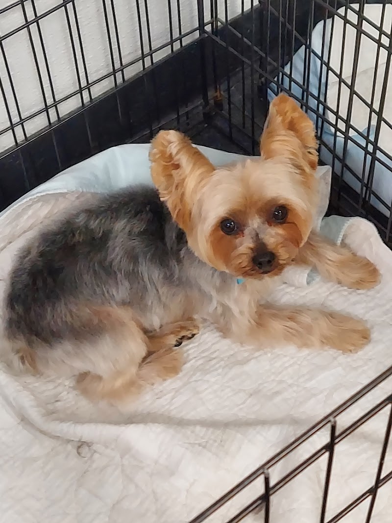 More Than A Groomer cover