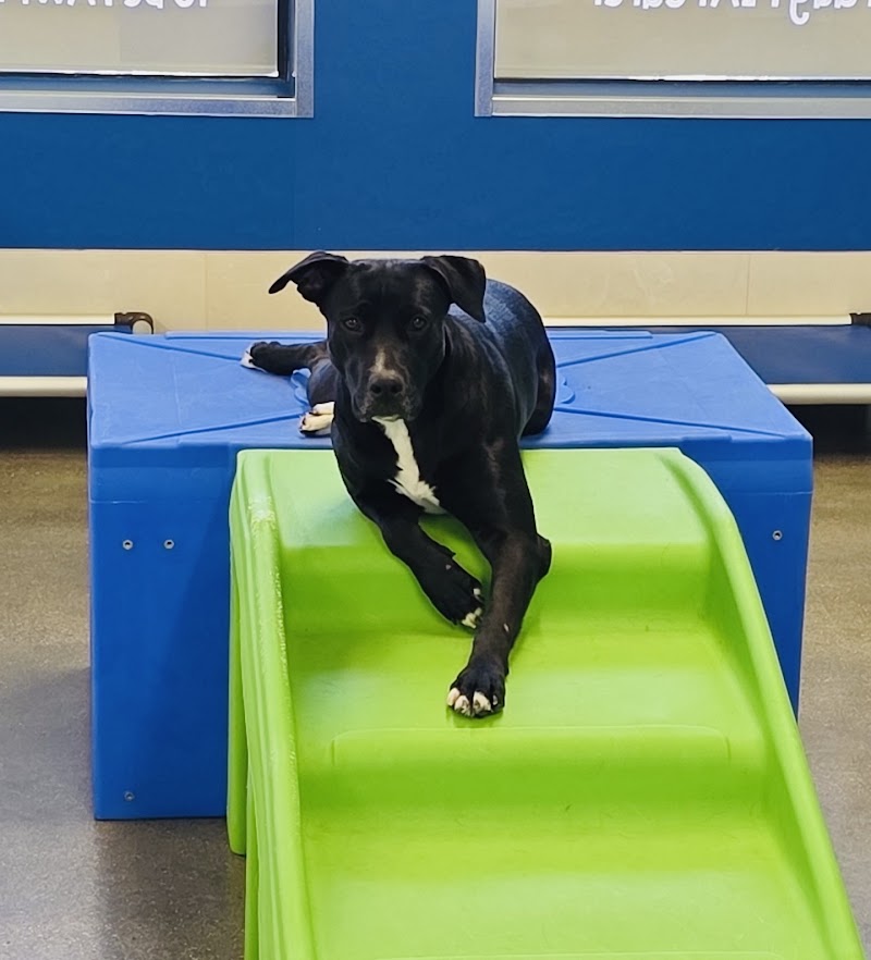 Hounds Town - Boise Northwest cover image