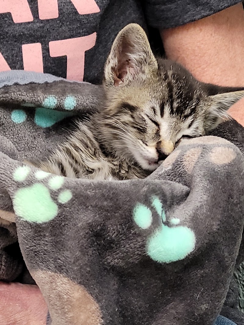 Town & Country Veterinary Clinic cover image