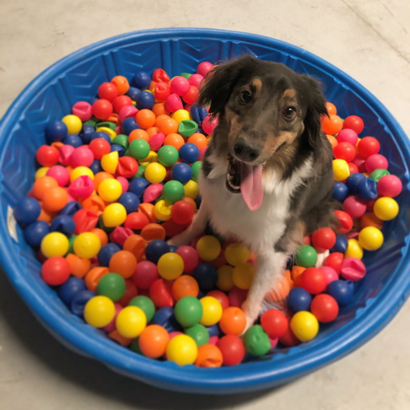 Pawsh Palace cover image