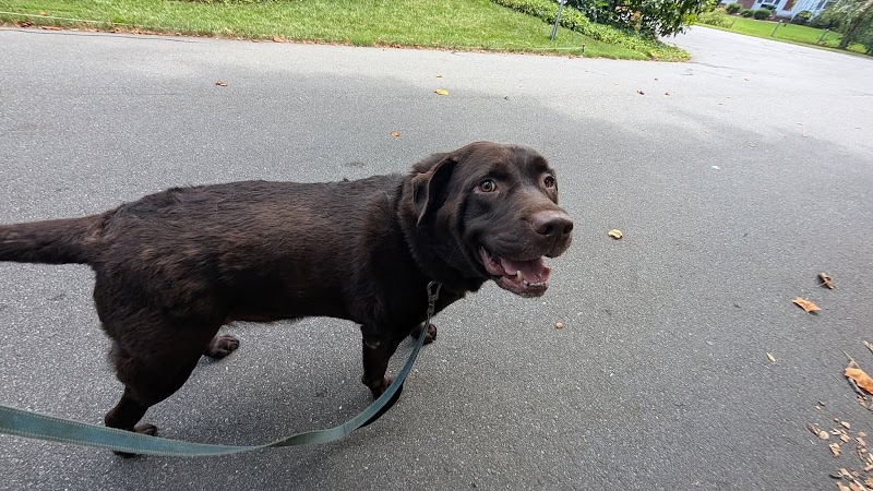 Winston-Salem Dog Care cover