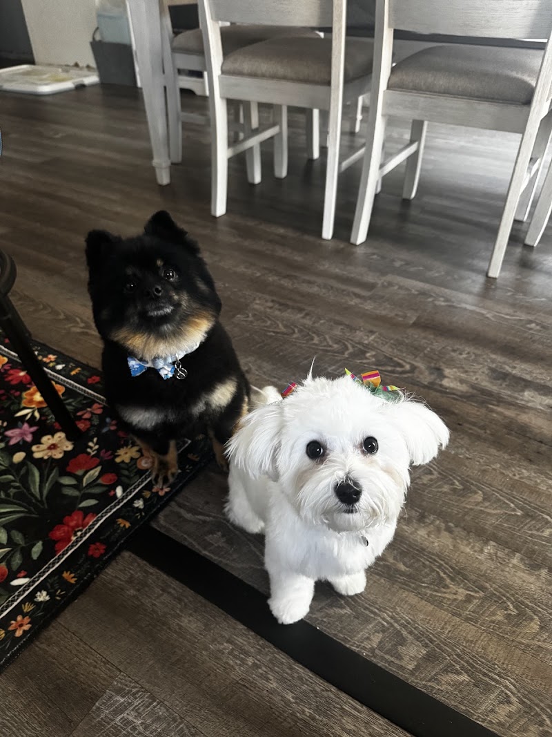 Michelle's Pet Salon cover image