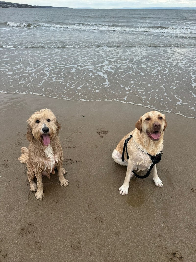 Pets & Walks cover image