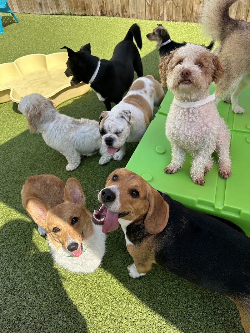 Cosmo's Corner Doggie Day Care cover image