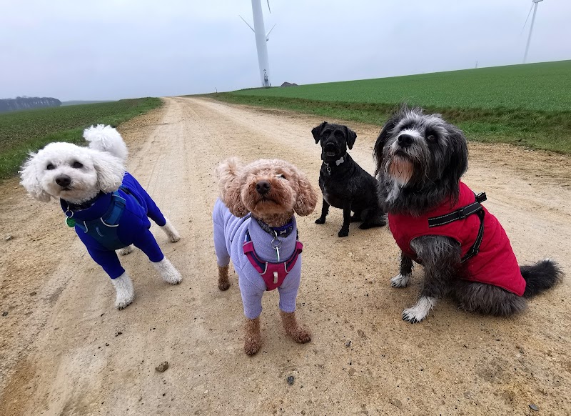 Cozy Canines Services cover