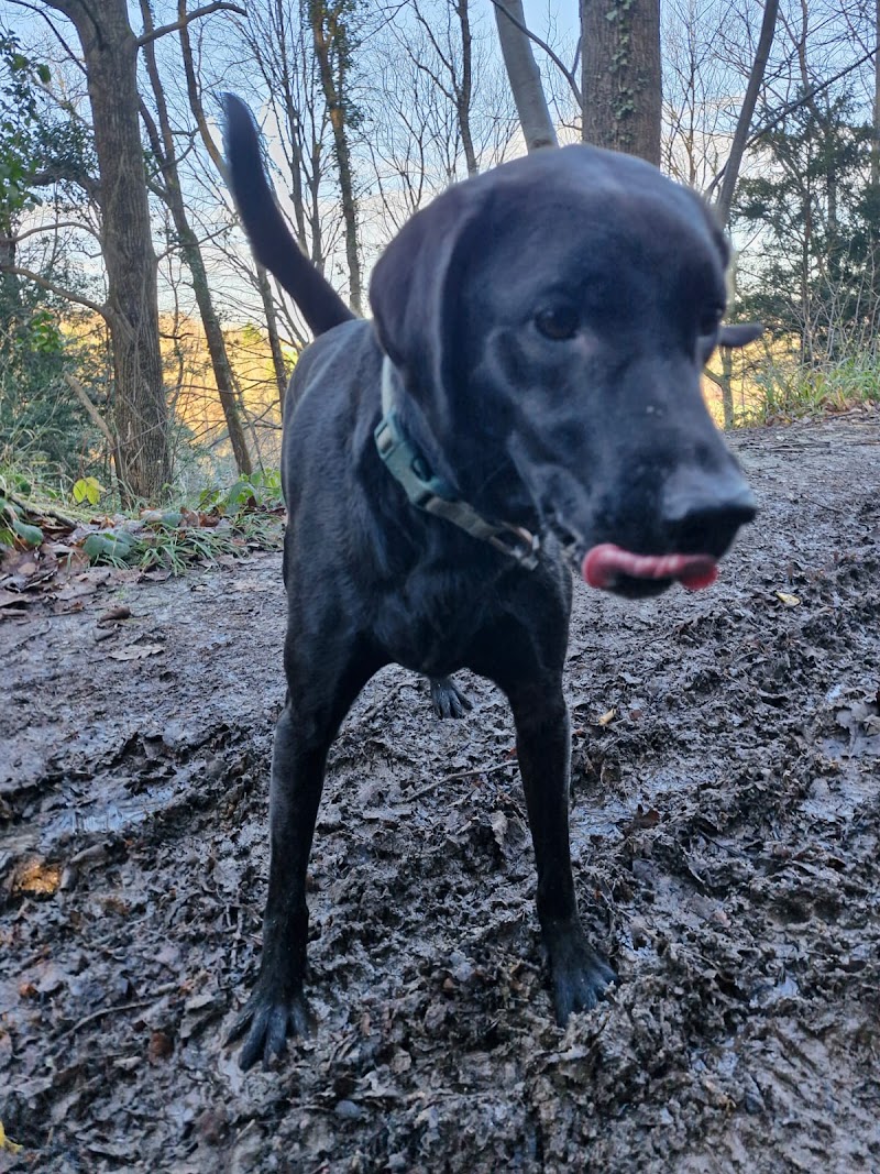 Walks with the Pack cover image