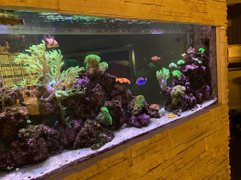 Fish Whisper cover image