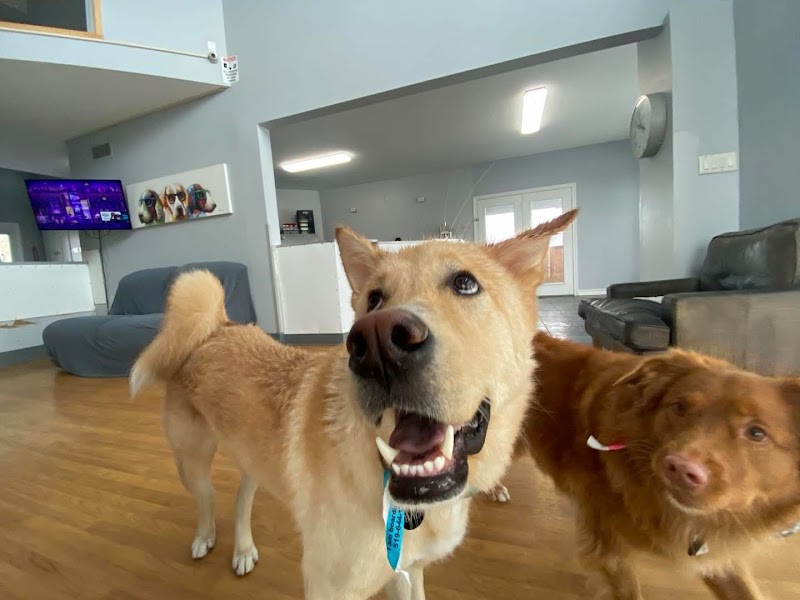 Country Paws Boarding cover image