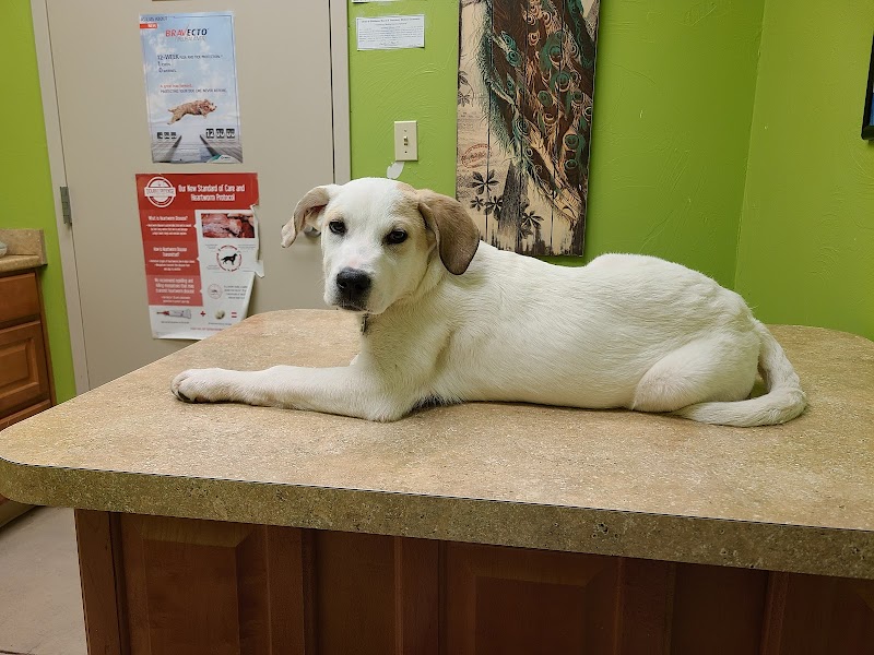 Healing Hands Veterinary Wellness Center cover image