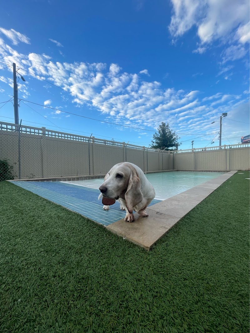 Pet Palace - Charlotte cover image