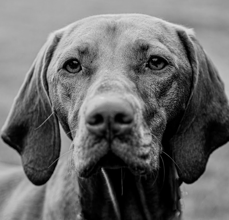 SF Pet Pics cover image