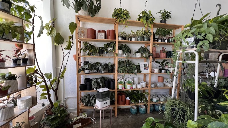 Out on a Limb Boutique cover image