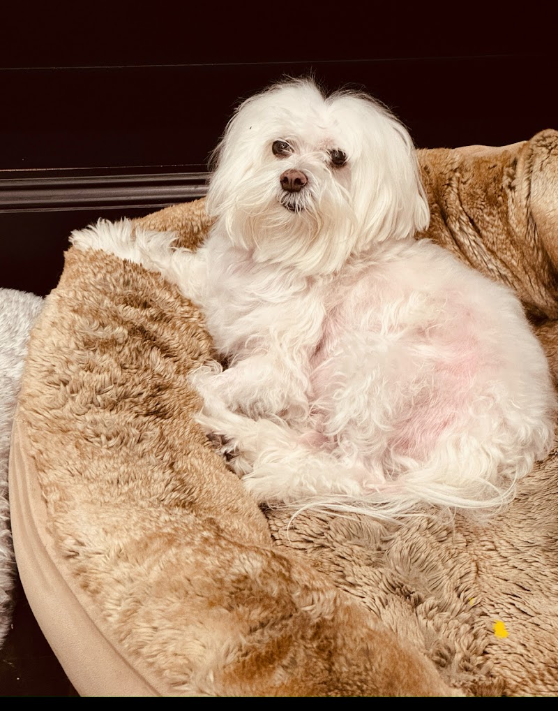 Holt Veterinary Clinic cover image