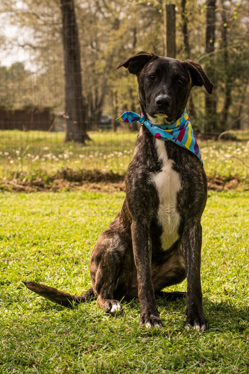 Nature Dog Photography cover image