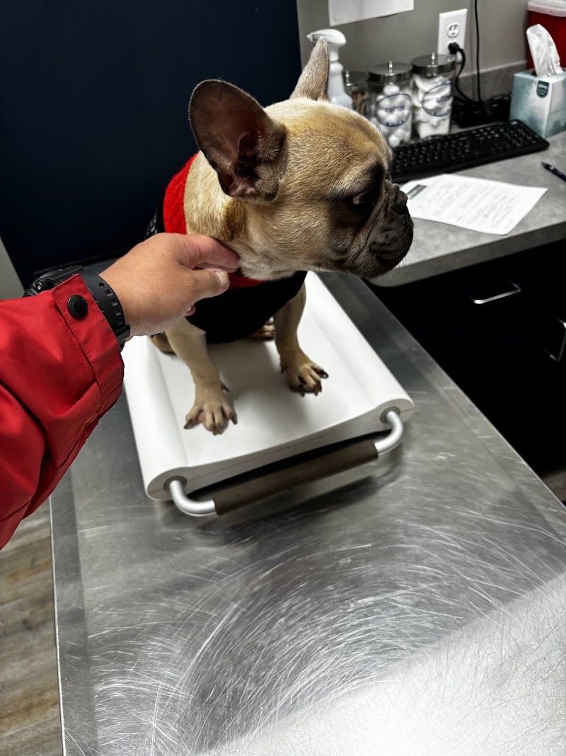 Blue Cross Pet Clinic cover image