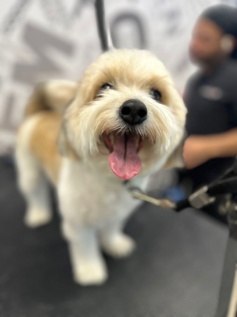 Salty Dawg Pet Salon + Bakery - Westside Atlanta cover image