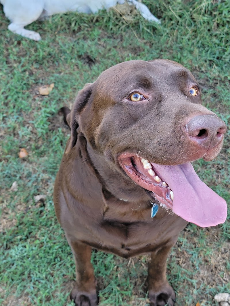 Chade Dog Walking Corporation cover image