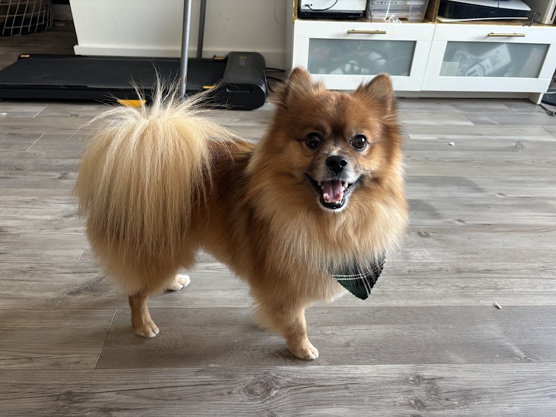 Downtown Woody's Grooming cover image