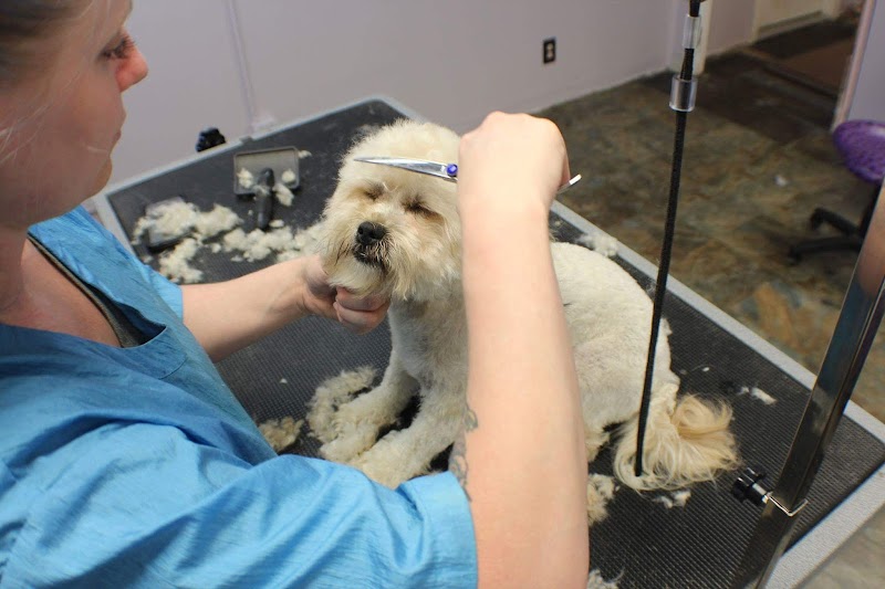 Tails of the Clip Pet Grooming Saint Petersburg, Fl cover