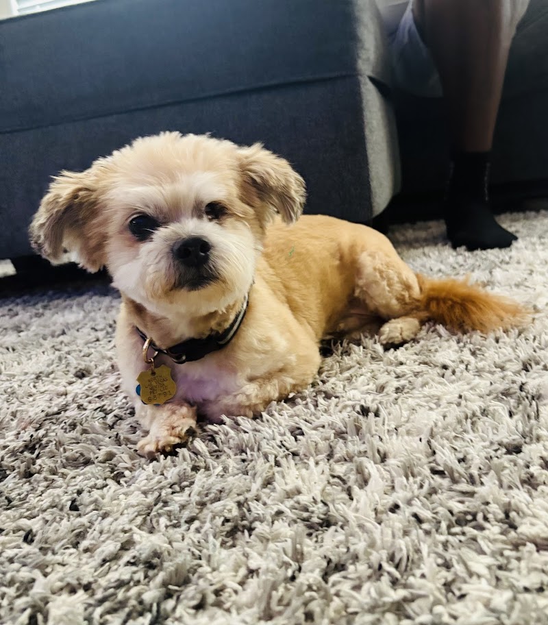 Pup in the tub cover image