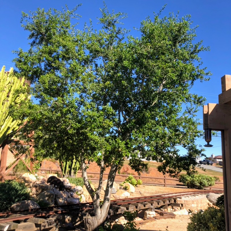 CM Precision Tree and Landscaping cover image