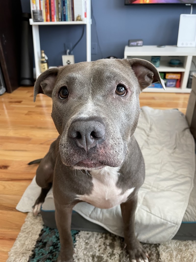 HD Dog Training Llc cover image