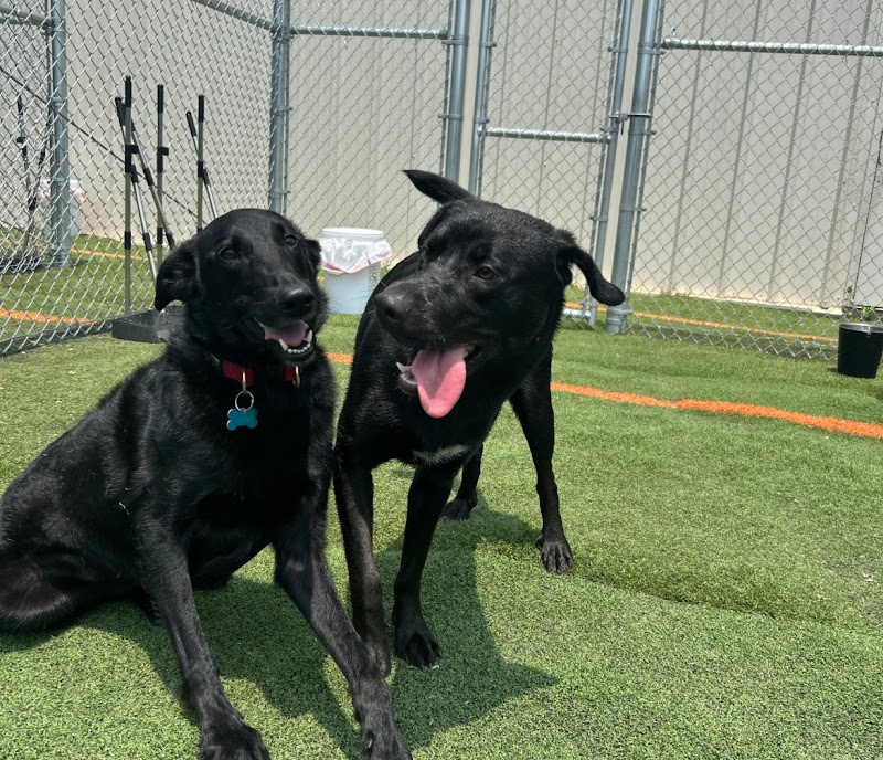 Paws At Play Gresham Lake cover image
