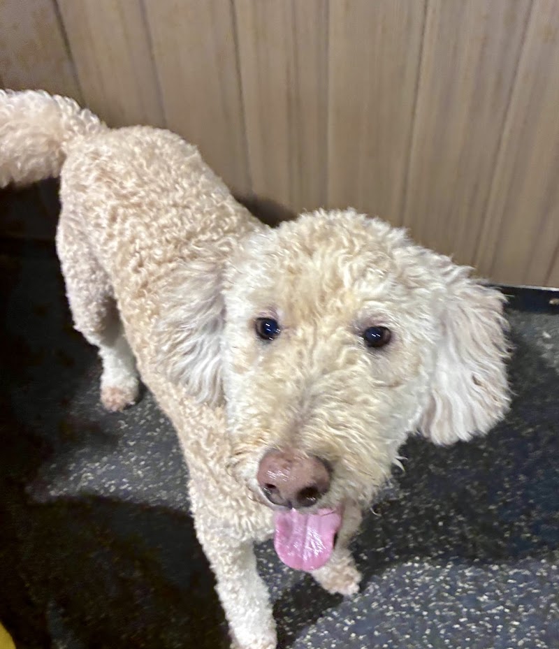 Collars Dog Resort cover image