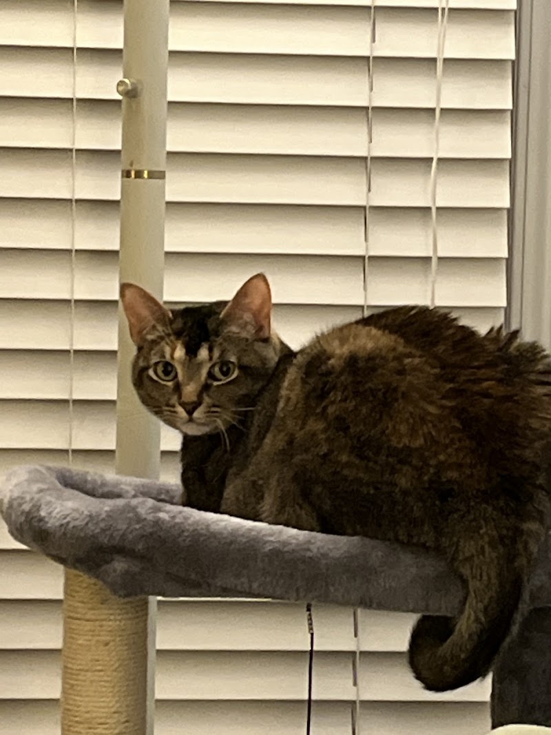 Buckhead Pet Pals cover image