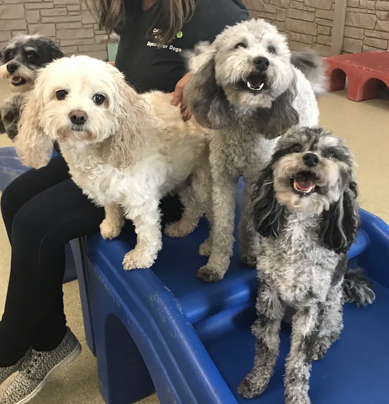 Catch-n-Fetch cover image