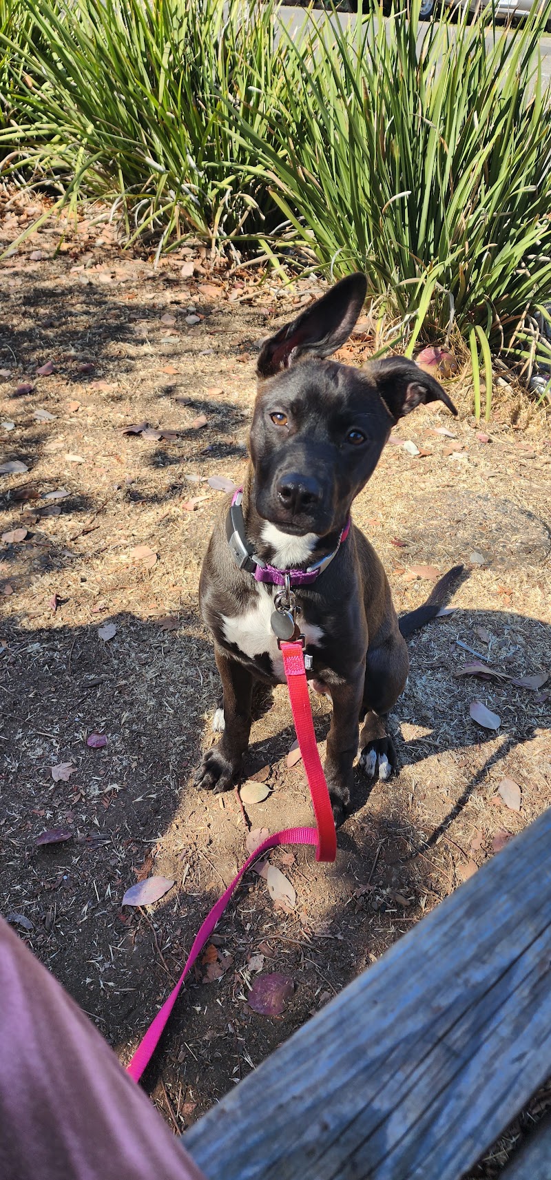 Professional Pet Care cover image