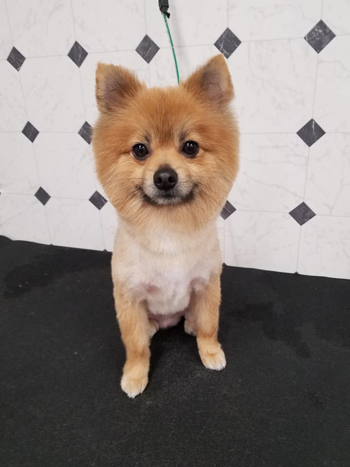 Dog Grooming PETfectionist cover image