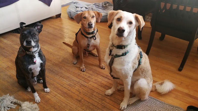 Toronto Junction Dog Boarding cover image