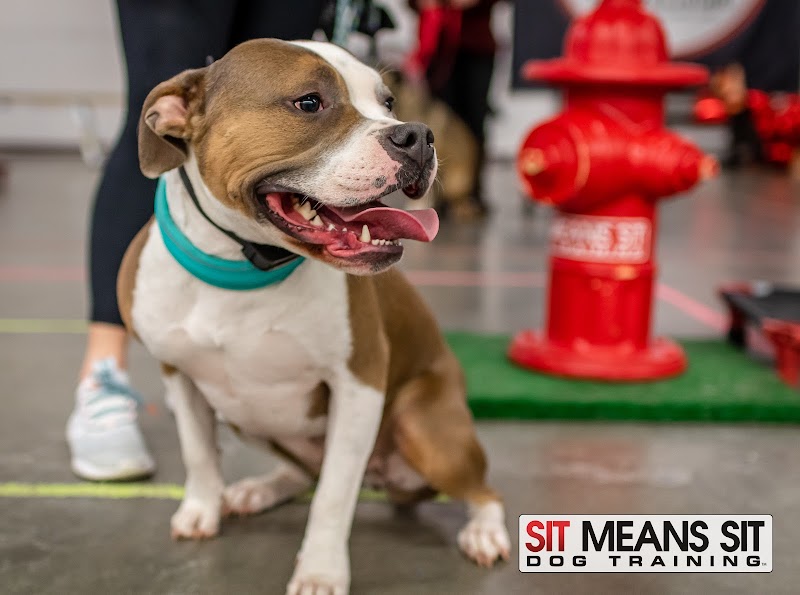 Sit Means Sit Dog Training Raleigh cover