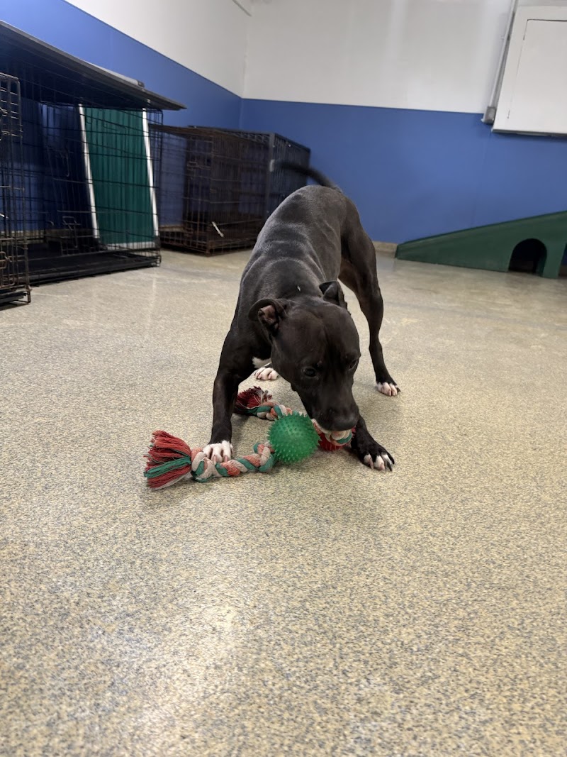 The Ruff House Stay & Play at Bayside cover