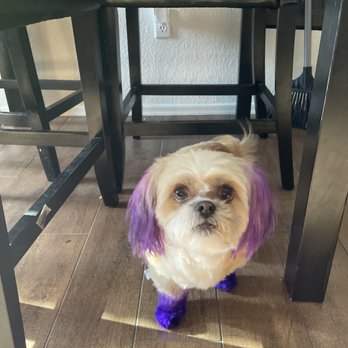 Arizona Pet Grooming cover image