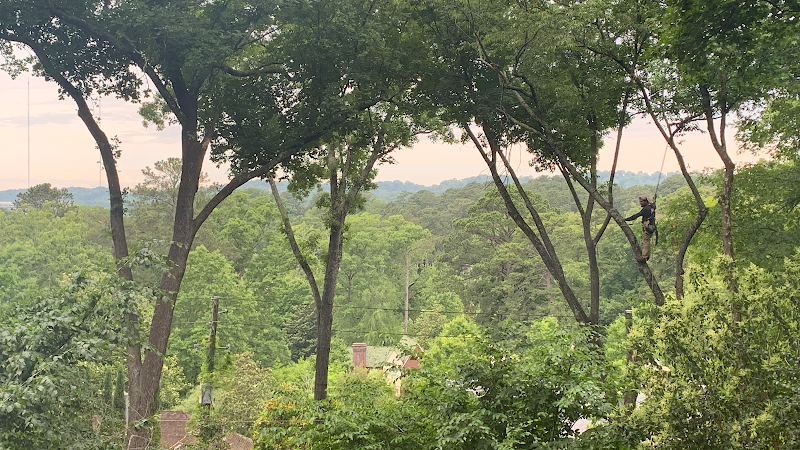 Alabama Urban Forestry cover image