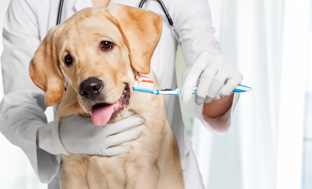 Spokane Veterinary Clinic cover image