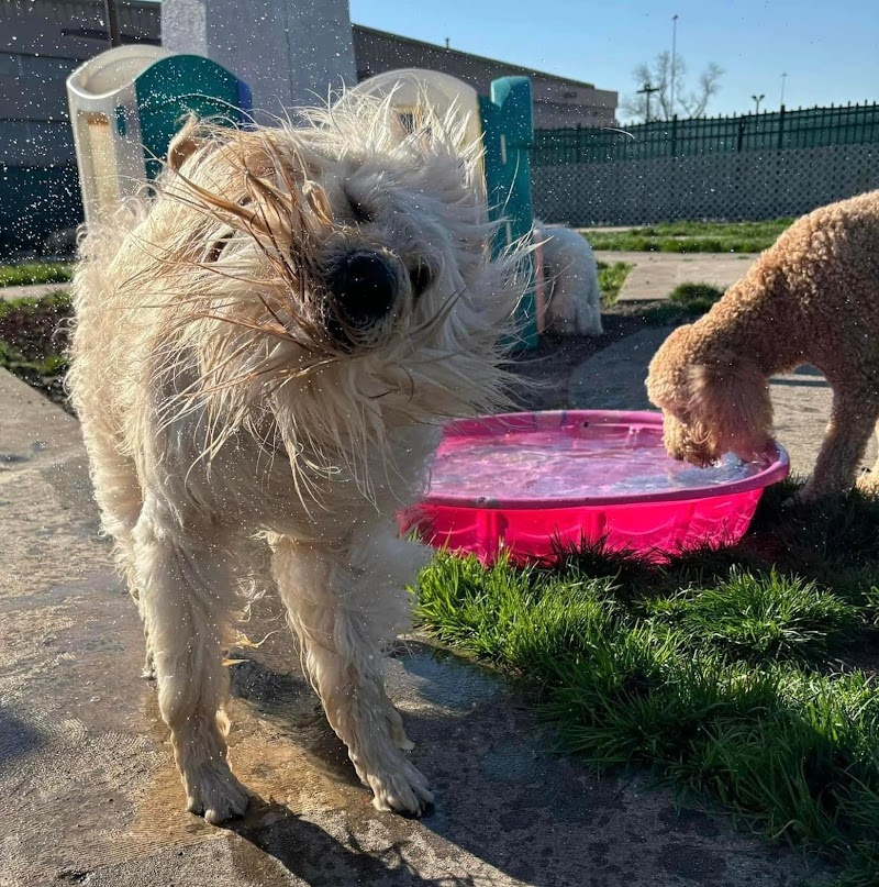 K9 Elite cover image