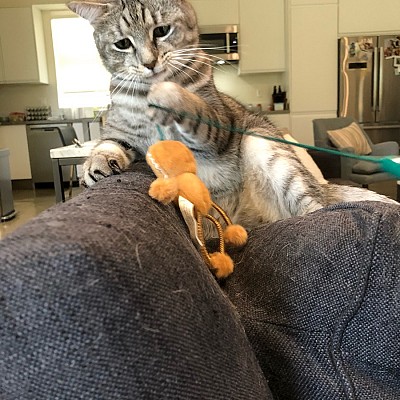 Fetch Pet Care West Los Angeles cover image